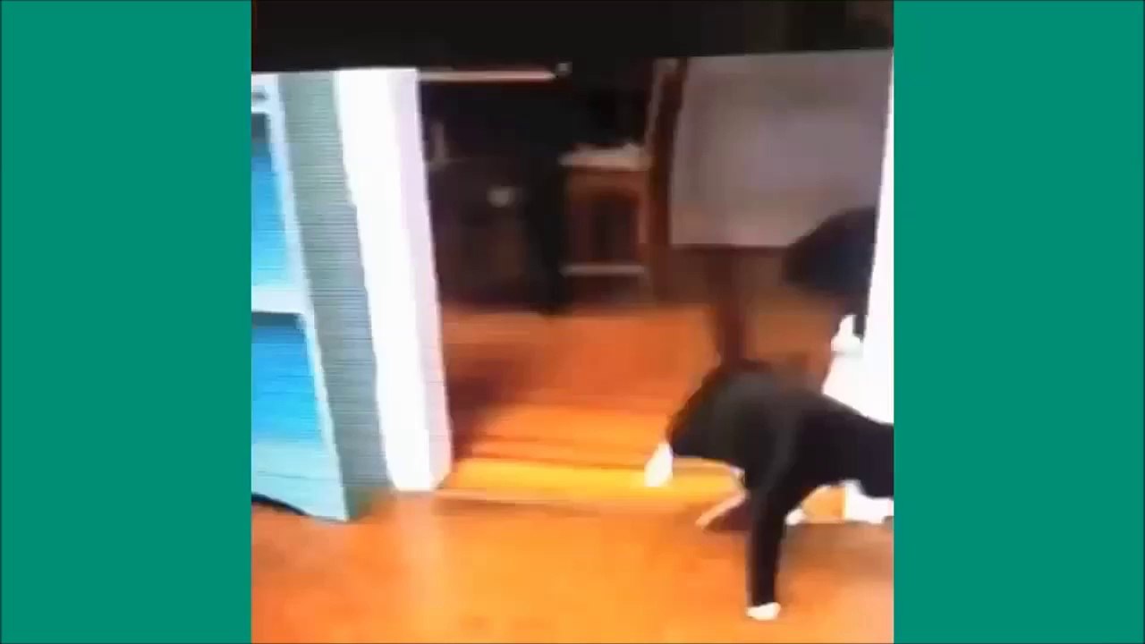 Les chats de Vine - Unbelievable vines lolcats 5 - funny cats vine