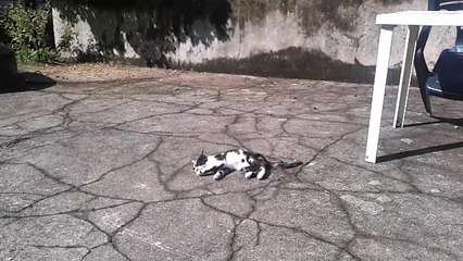 Félixia sur plate-forme