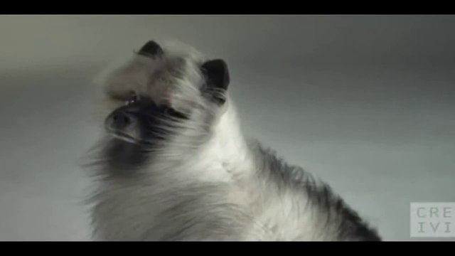 So hilarious Dogs Compilation