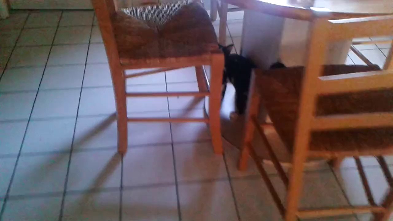Chats sur balcon