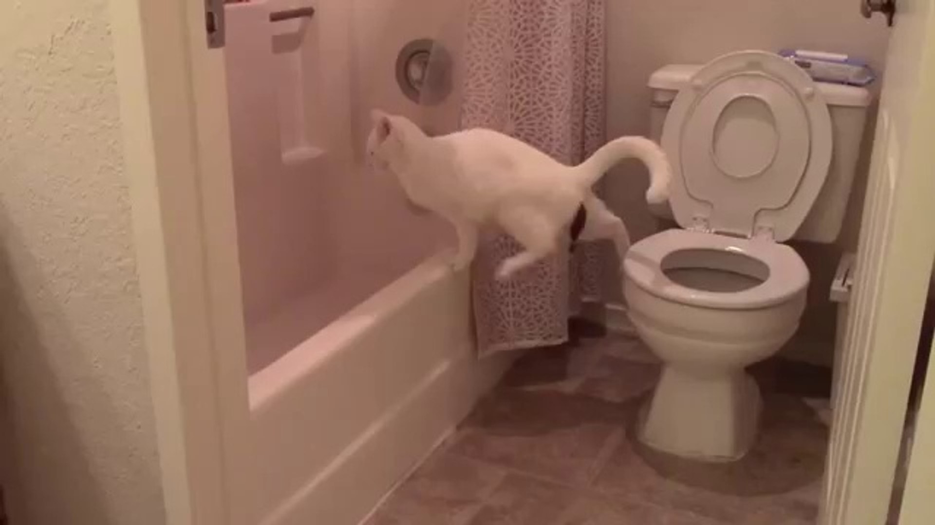Un Chat Tente De Faire Ses Besoins Dans Les Toilettes Video Dailymotion