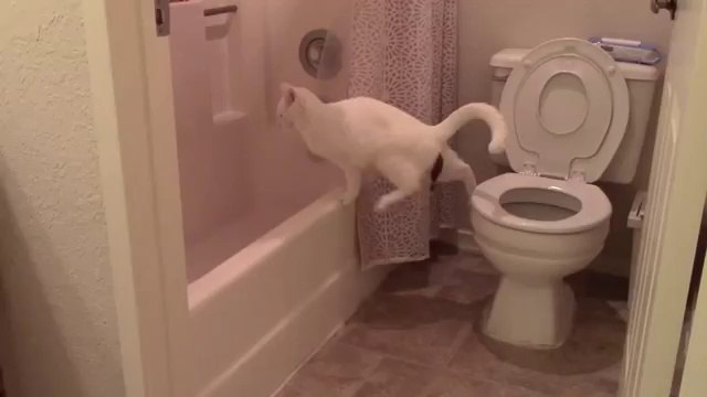 Un chat tente de faire ses besoins dans les toilettes