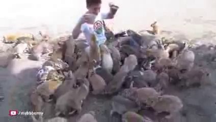 Attaque de lapins