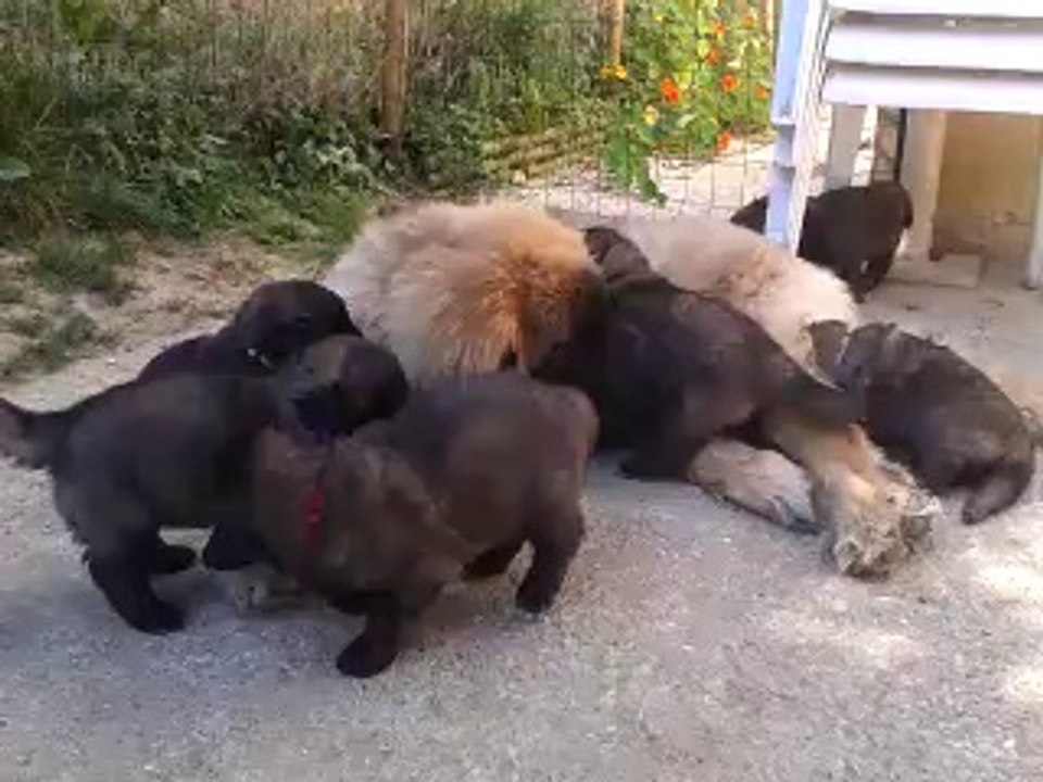 Jaïko 5 mois et demi et les bébés de Fidji 4 semaines