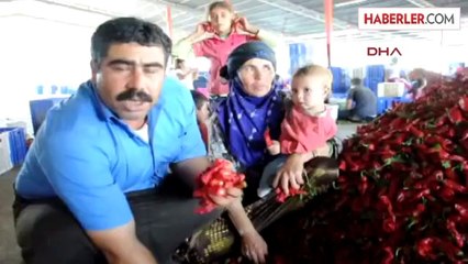 Ekmeklerini Kırmızı Biberden Çıkartıyorlar