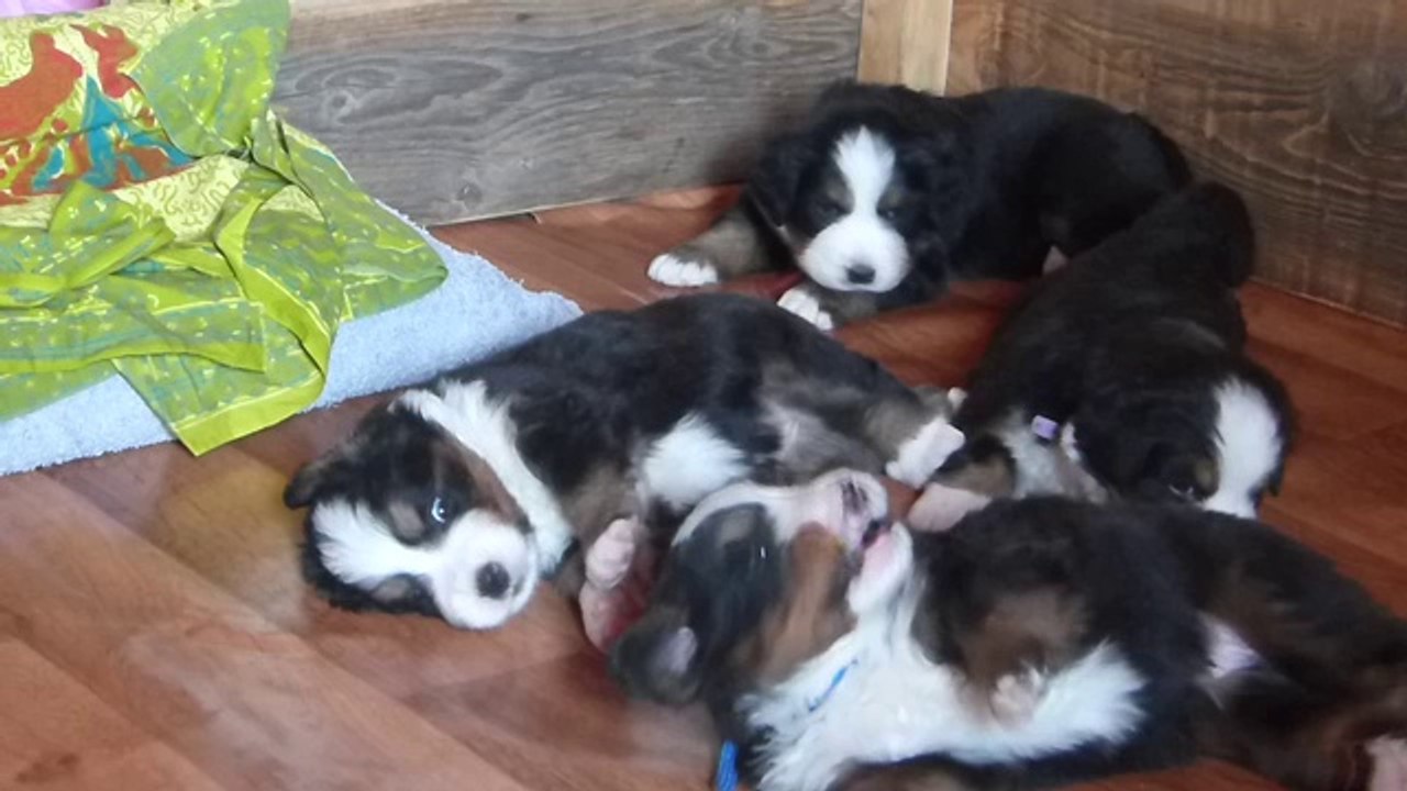 5 sept entre jeux et papouilles (zoom sur le mâle bleu, le mâle vert, la femelle mauve et la femelle rouge)