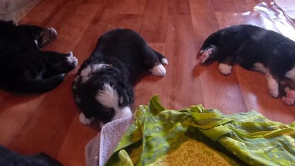 5 sept Tout le monde à la sieste sauf une ! (zoom sur la femelle jaune)