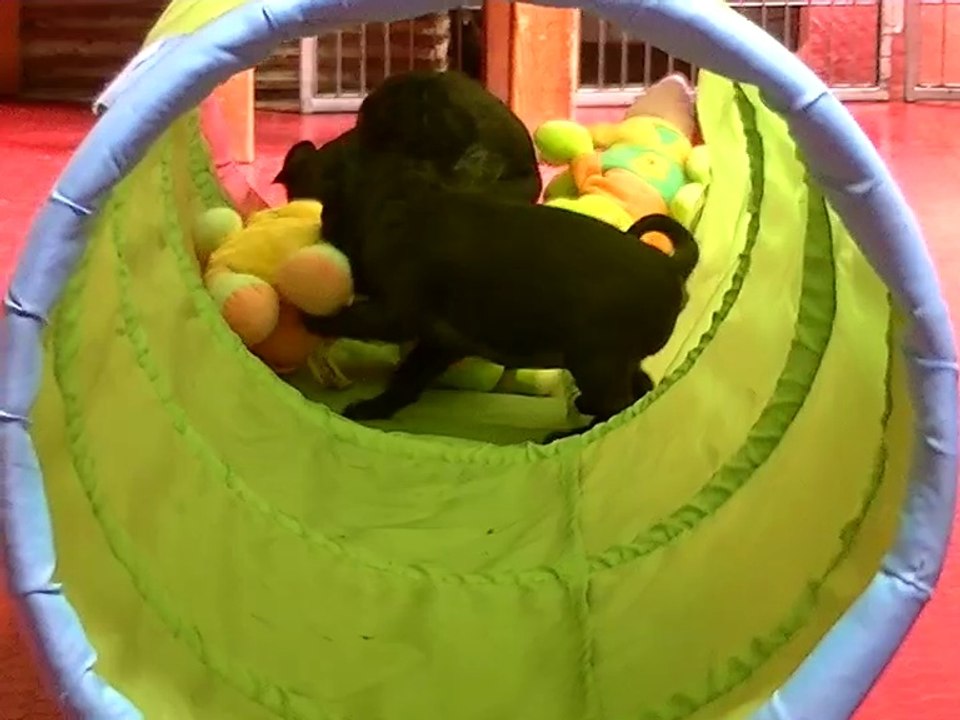 CHIOTS MALE CARLIN LOF A VENDRE - ELEVAGE PETIT RANCHER DE RIO GRANDE