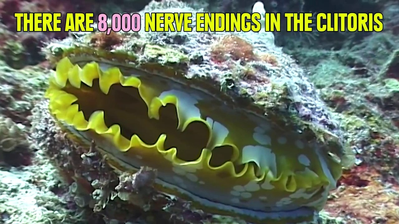 Kunami Facts