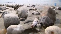 Des centaines de poissons morts sur la plage du Havre
