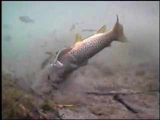 Su Altı Kamerası | Turna Saldırısı