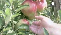 L'effetto domino dell'embargo russo sul mercato ungherese delle mele