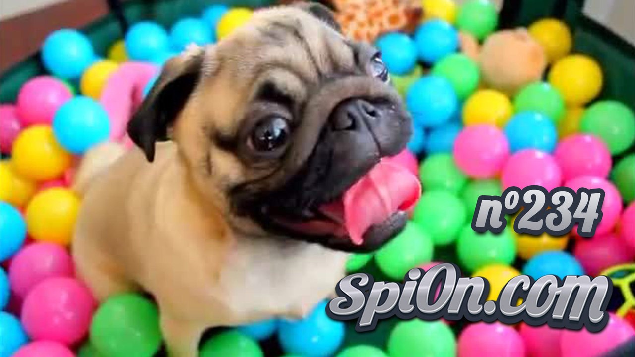 Le Zap de Spi0n n°234 - Zapping Web