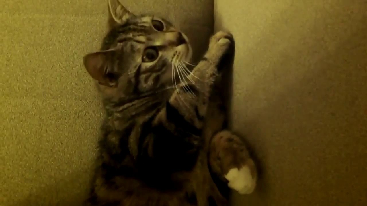 Very Funny Scared Cat ~ Best Funny Animals 2014