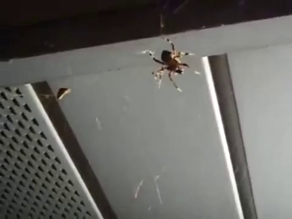 When Crazy Animals Attack Spider Attack ~ Best Funny Animals 2014