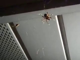 When Crazy Animals Attack Spider Attack ~ Best Funny Animals 2014