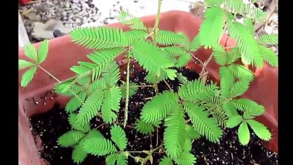 Cette plante réagit bizarrement au touché