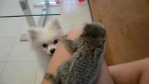 Un ouistiti à oreilles blanches joue avec un chien
