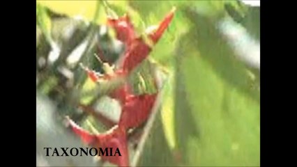 3 - Profissão Biólogo