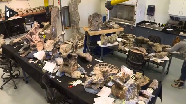 Un dinosaure de 60 tonnes découvert