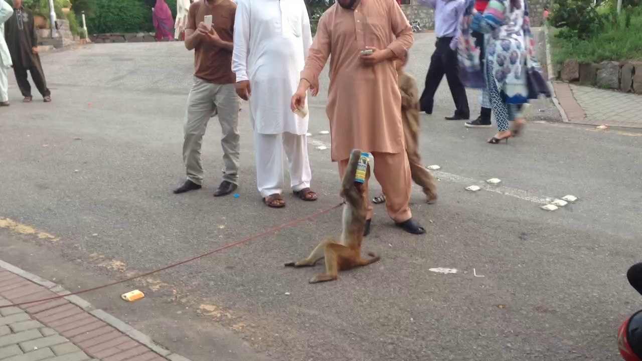 Funny monkey