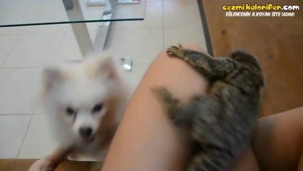 Köpeği Sağlı Sollu Ataklarla Geçen İpek Maymunu