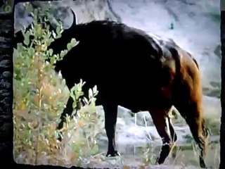 Bufalo Vs Crocodilos Vs Leao, inteligencia pura, reino animal