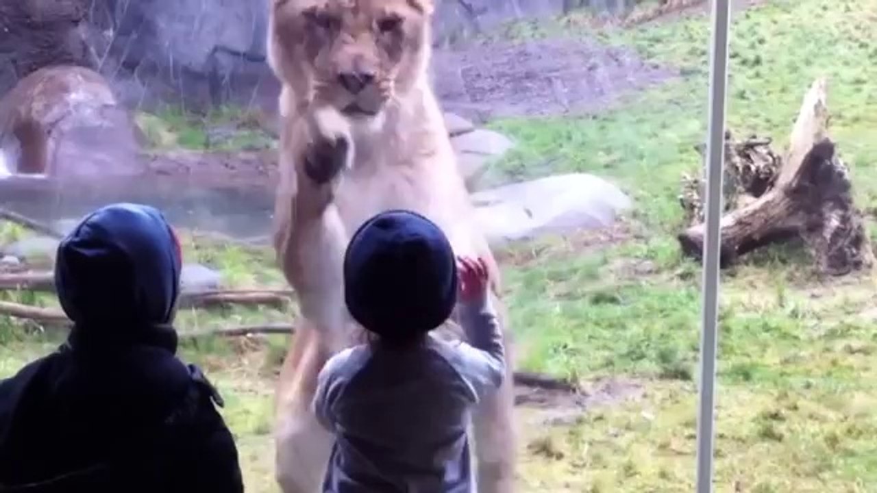 Kids At The Zoo Compilation