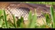 National Geographic 2014 Hybrid Giant Pythons found in Florida Documentary