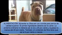 Como cuidar a un perro shar pei americano hoy