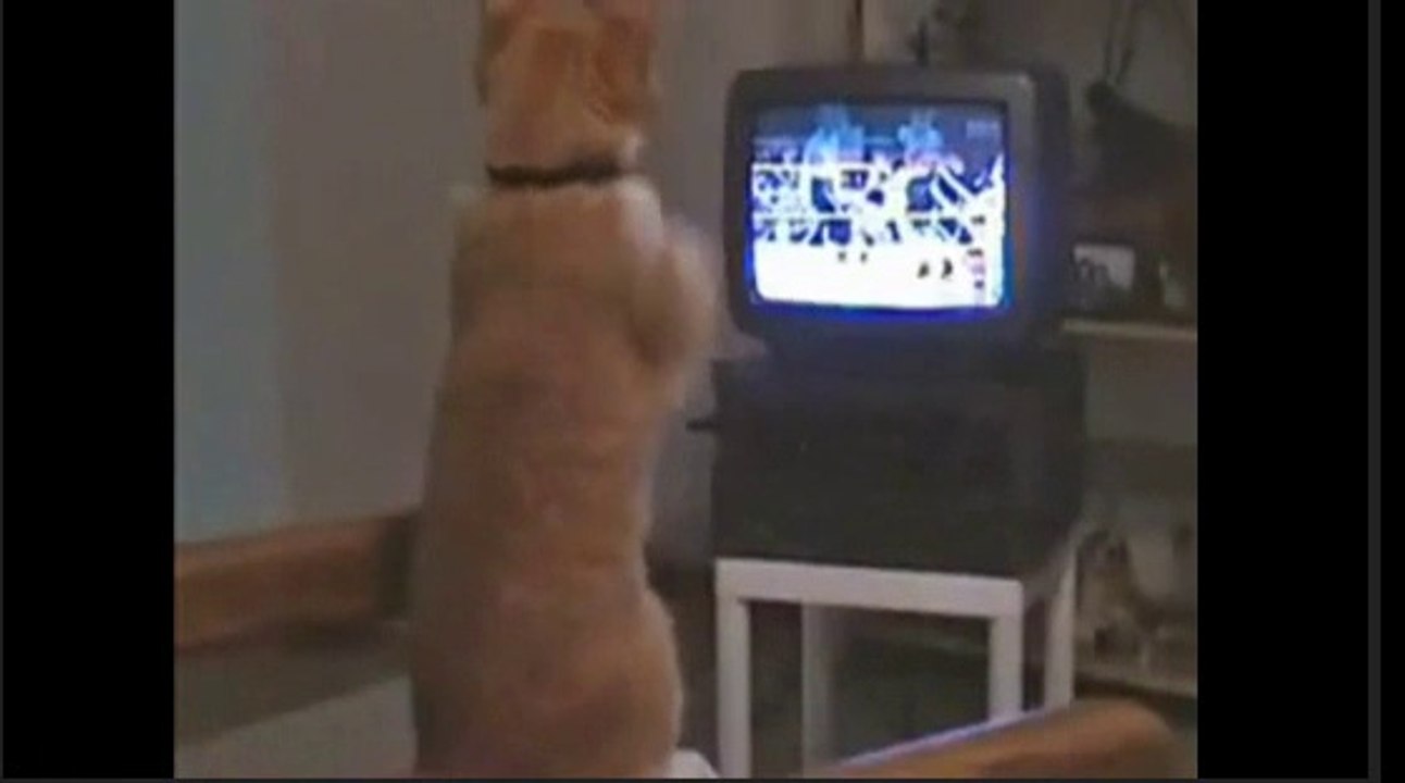 gato torcedor
