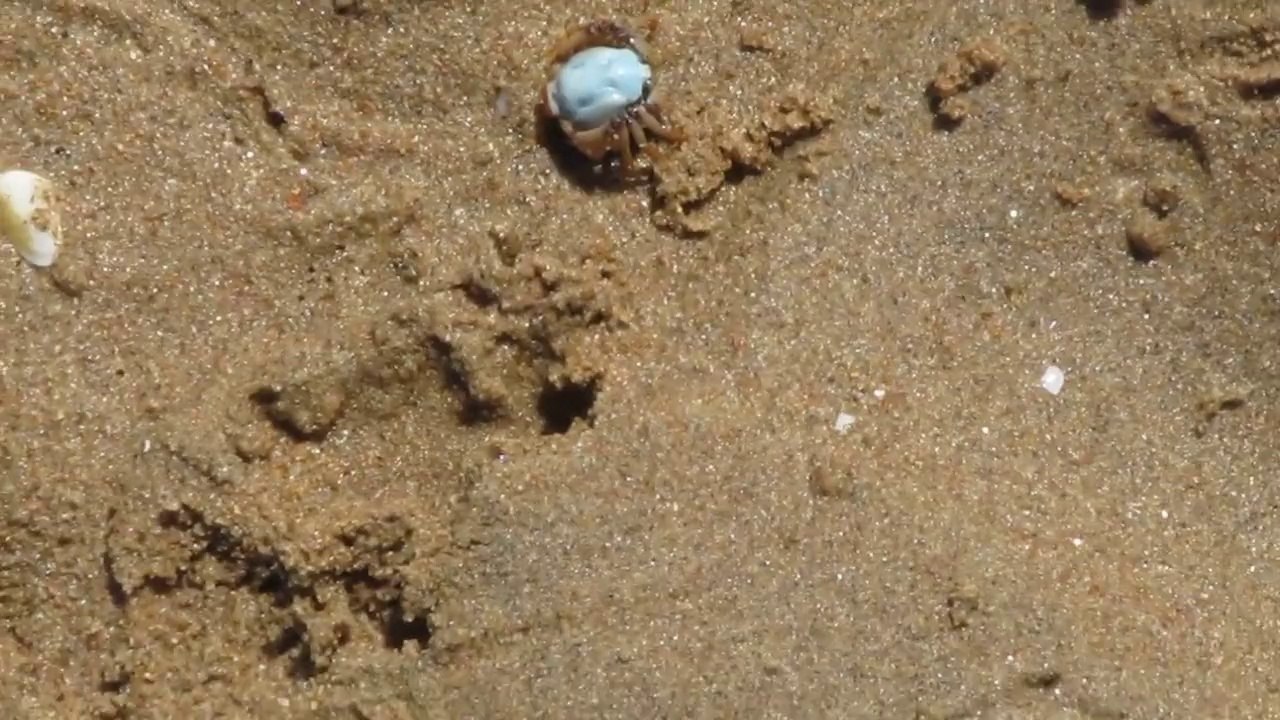 Lucky Soldier Crab