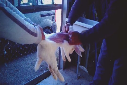 Torturan a conejos para vender sus pieles