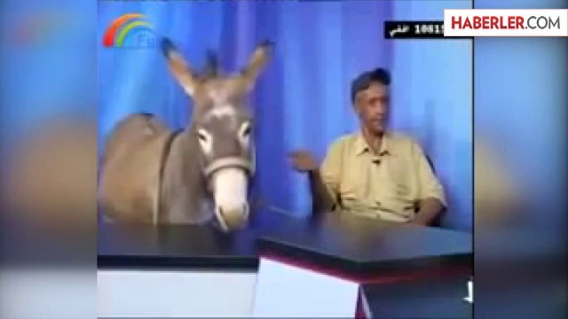 Canlı Yayına Eşek Çıkarıp Röportaj Yaptılar