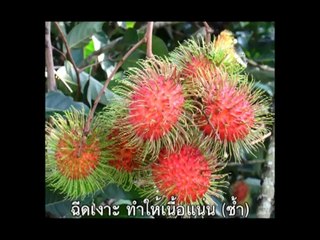 อีเขียวนาโน ปุ๋ยแคปซูล โทร.098 1043374 ขายดีอันดับหนึ่ง 1 แคปซูล เท่ากับ ปุ๋ยเกรดเอ 2 กระสอบ