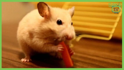 Havuç Yerken Kendinden Geçen Hamster