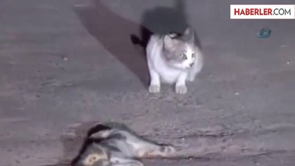 Ölen Kedinin Başından Ayrılmadı