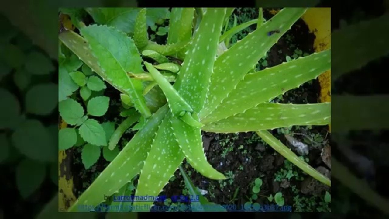 How to remove pimples on face at home using cornstarch video Dailymotion