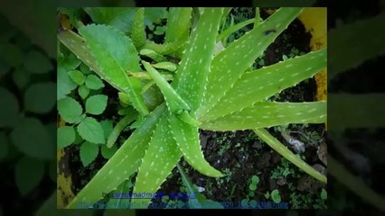 How to remove pimples on face at home using cornstarch