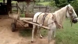 Tek seferde kendini park eden at