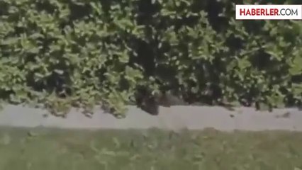 Mazgala Düşen Yavru Ördekleri Annesine Kavuşturdu