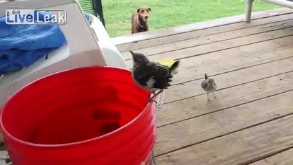 Yavru kuşların yemek istemesi