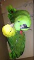 Funny Amazon Parrot Arguing