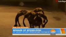 MUTANT GIANT SPIDER DOG PRANK