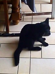 chaton drole cat