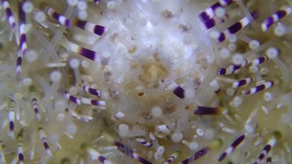 Sea Urchin