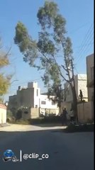 بيقطع الشجرة وجاب العيد