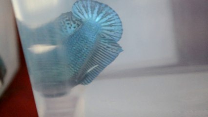 Betta Plakat