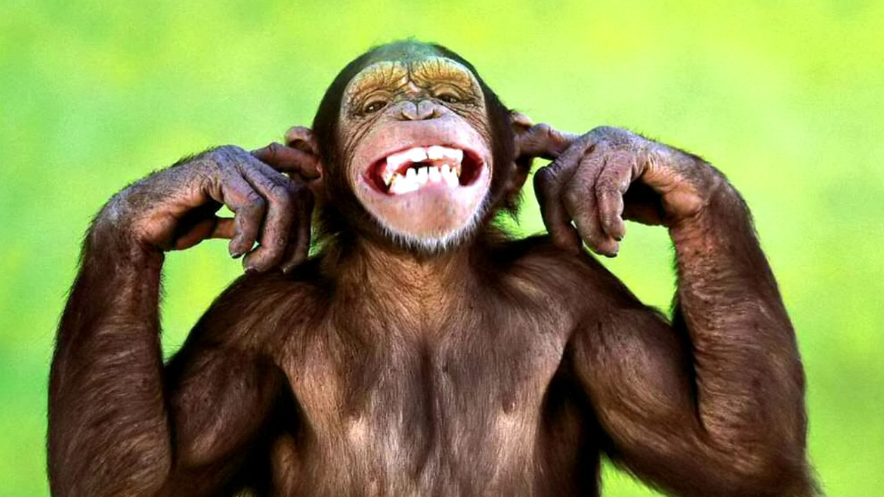 Monkey Sounds & Monkey Pictures