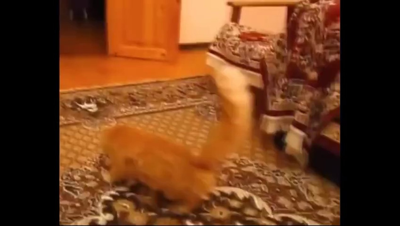 Funny Cats Compilation   July 2013